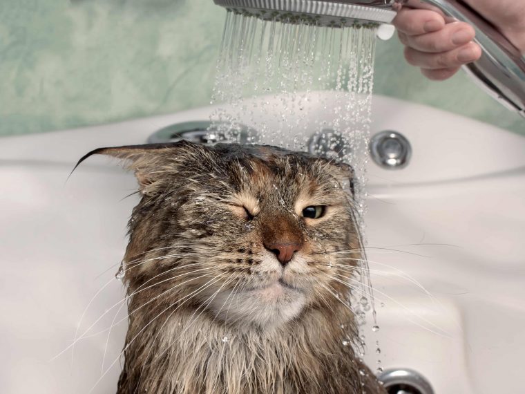 Je třeba koupat kočku?
