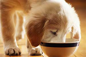 Nassfutter für kleine Hunde