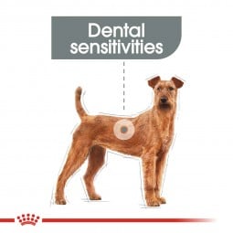 ROYAL CANIN DENTAL CARE MEDIUM Trockenfutter für mittelgroße Hunde mit empfindlichen Zähnen