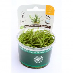 Dennerle Aquarienpflanze Helanthium tenellum ´Broad leaf´In-Vitro